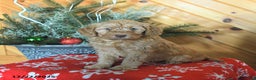 Mini Goldendoodle dogs for sale: Sookie - Ad 3