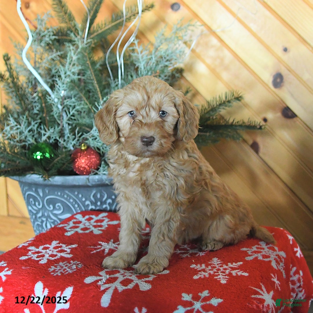 Mini Goldendoodle dogs for sale: Sookie - Ad 3