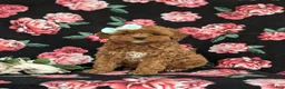 Cavapoo dogs for sale: Kaitlinn Hypoallergenic - Ad 4