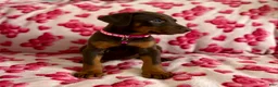 Doberman Pinscher dogs for sale: Rose-Not AMISH  - Ad 5