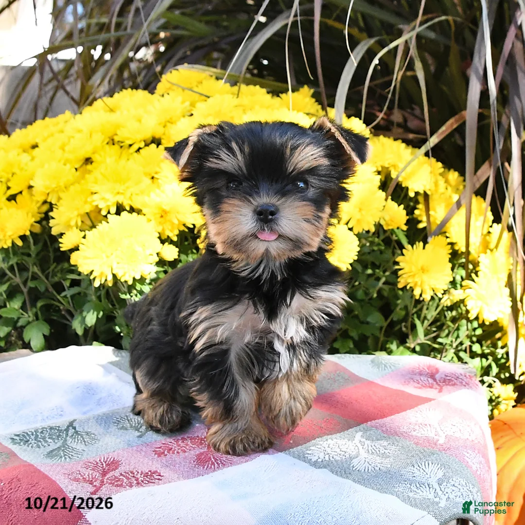Yorkshire Terrier dogs for sale: Teacup - Ad 2