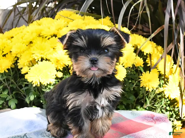 Yorkshire Terrier dogs Teacup - Ad 2