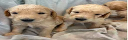 Double Doodle dogs for sale: Lager - F2 Double Doodle - Ad 3