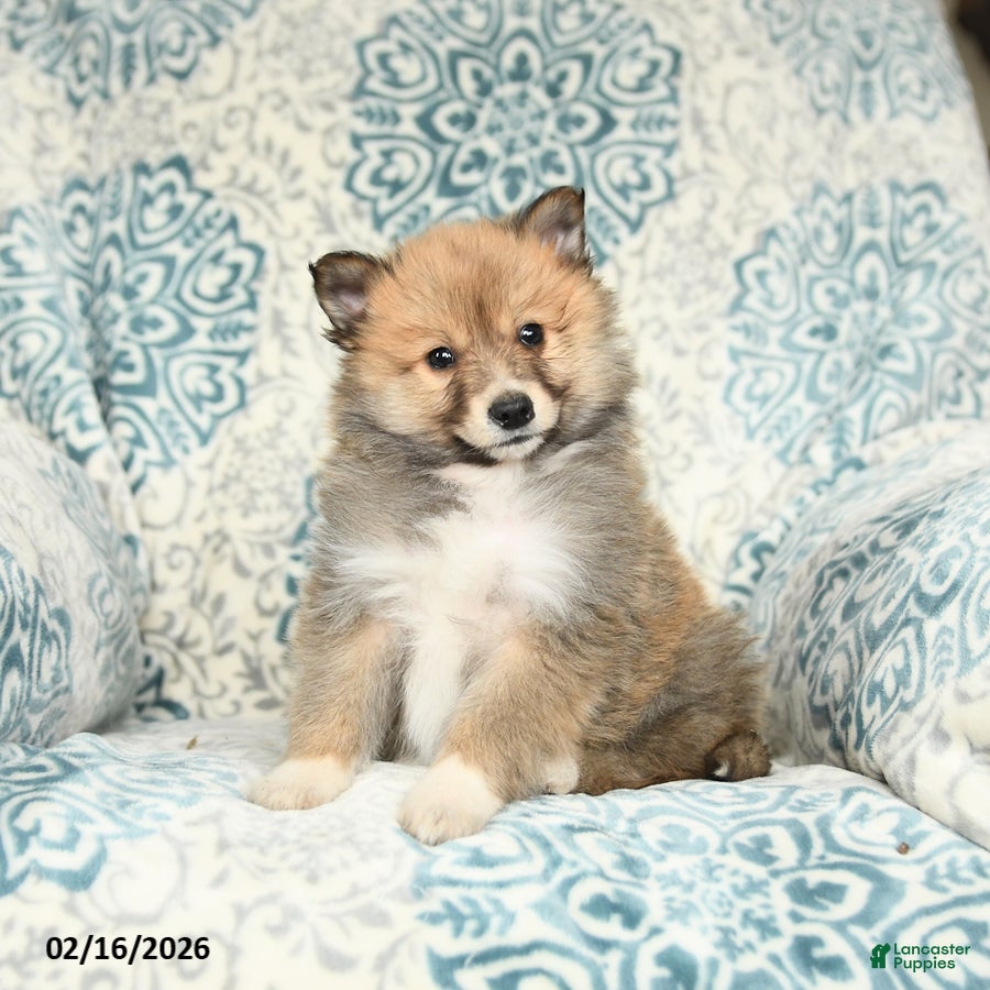 Mixed Breed dogs Lucky - Ad 2