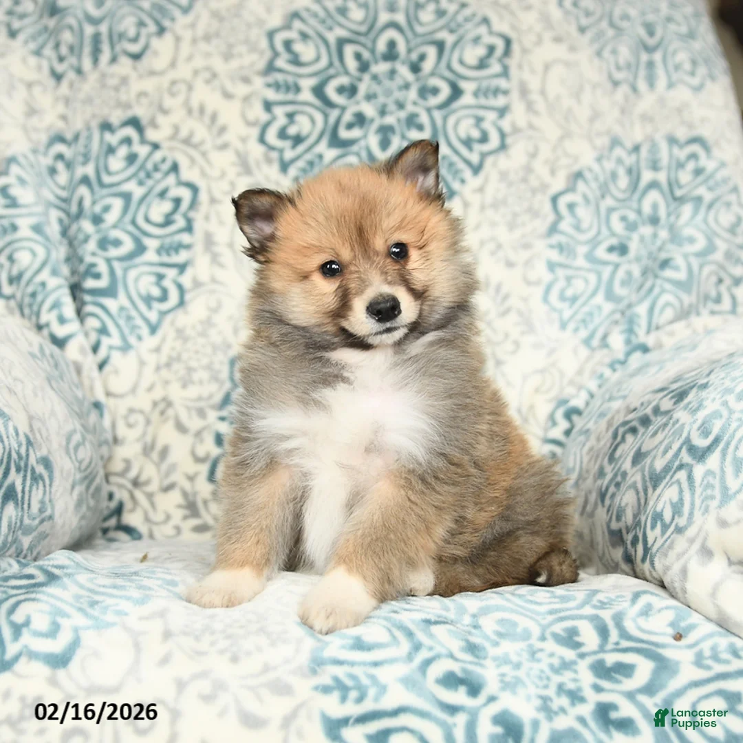 Mixed Breed dogs for sale: Lucky - Ad 2