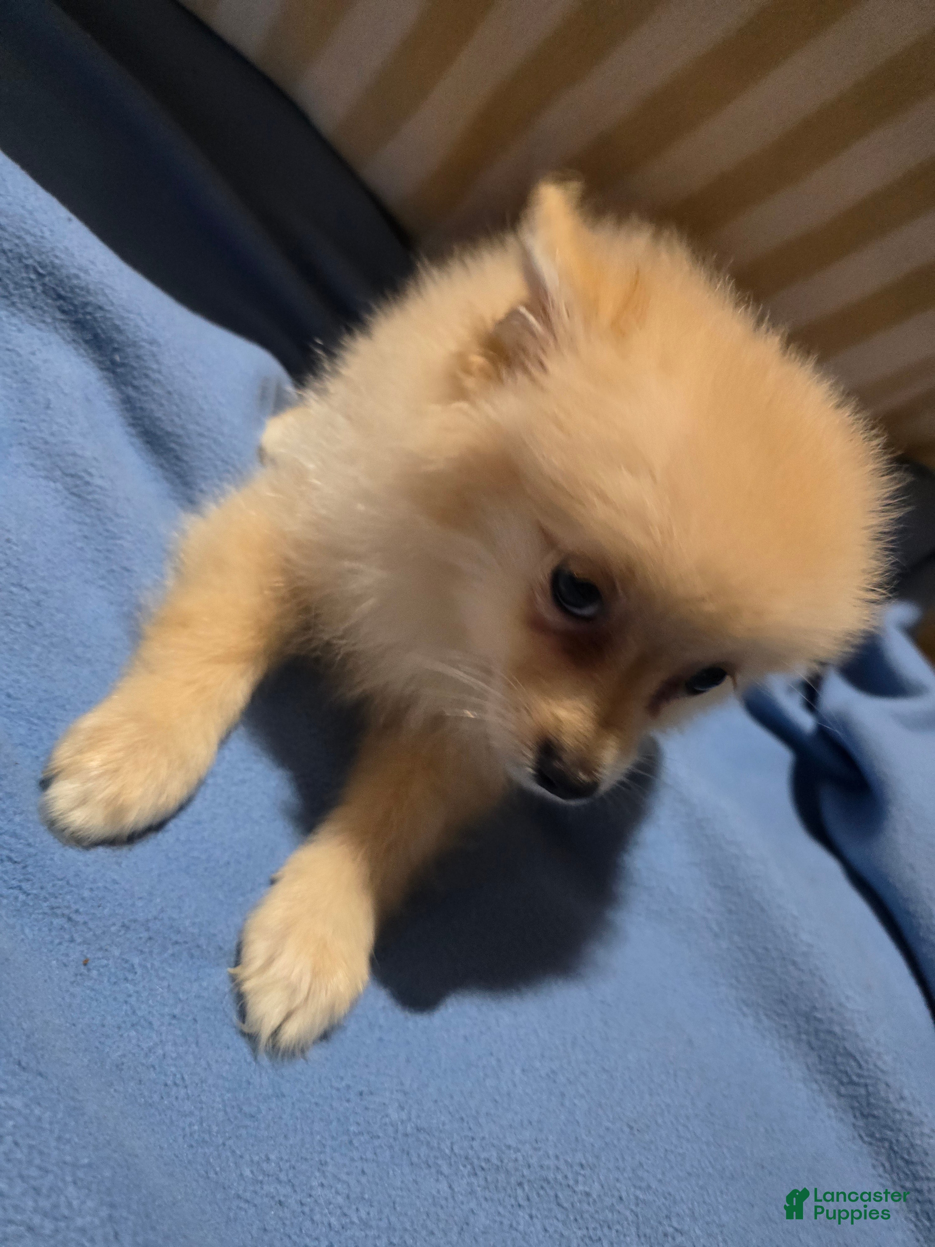 Pomeranian dogs Jason - Ad 2