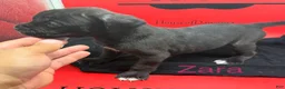 Cane Corso dogs for sale: Zara - Ad 1