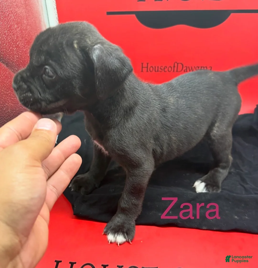 Cane Corso dogs for sale: Zara - Ad 1