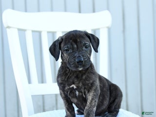 Mixed Breed dogs Avalon - Ad 3