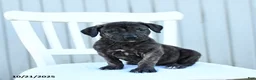 Mixed Breed dogs for sale: Avalon - Ad 1
