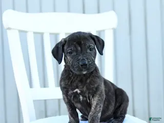 Mixed Breed dogs Avalon - Ad 3