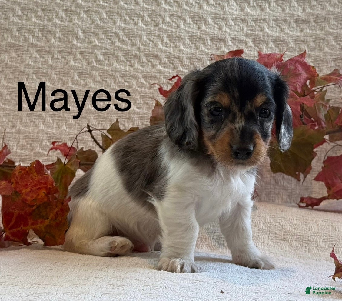 Miniature Dachshund dogs Mayes - Ad 19