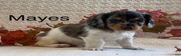 Miniature Dachshund dogs for sale: Mayes - Ad 1