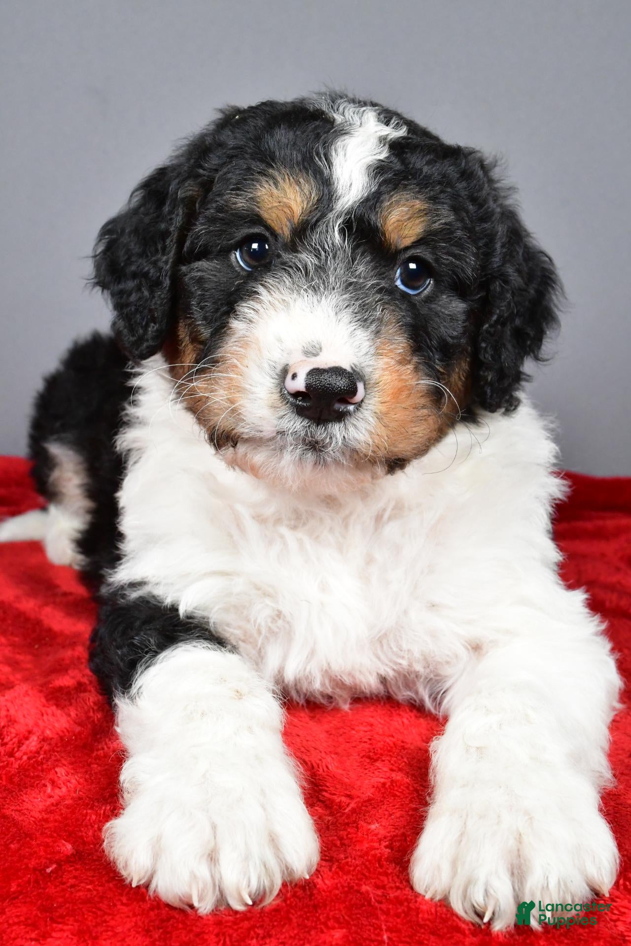 Aussiedoodle dogs for sale: Cooper - Ad 2