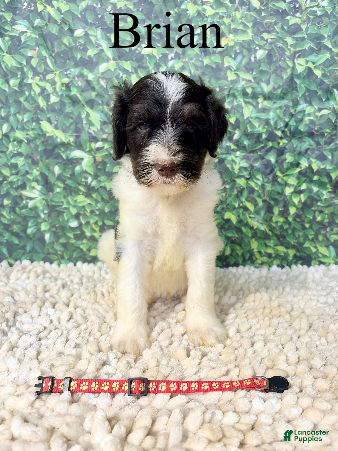 Saint Berdoodles dogs Brian - Ad 1
