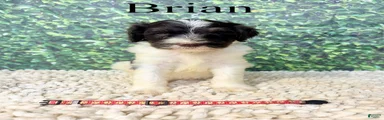Brian