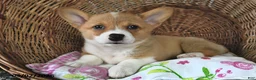 Welsh Corgi Pembroke dogs for sale: Kim  - Ad 2