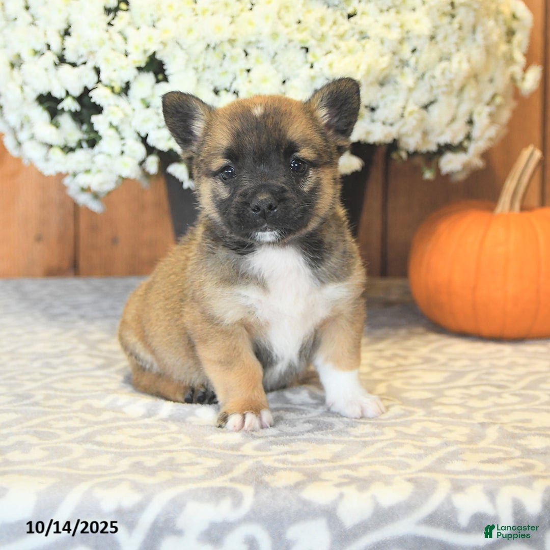 Mixed Breed dogs for sale: Lucky - Ad 1