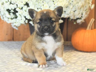 Mixed Breed dogs Lucky - Ad 40