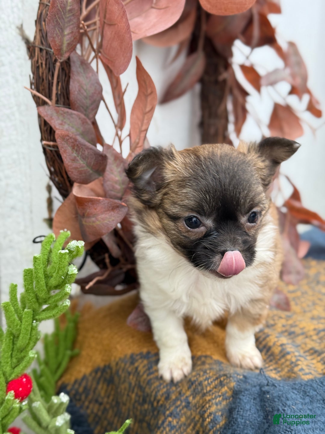 Chihuahua dogs for sale: Bixby - Ad 11