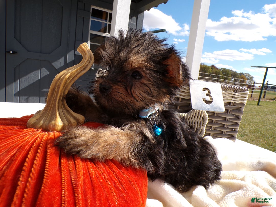 Yorkshire Terrier dogs for sale: Yorkshire Terrier Puppy 3 Scooby - Ad 4