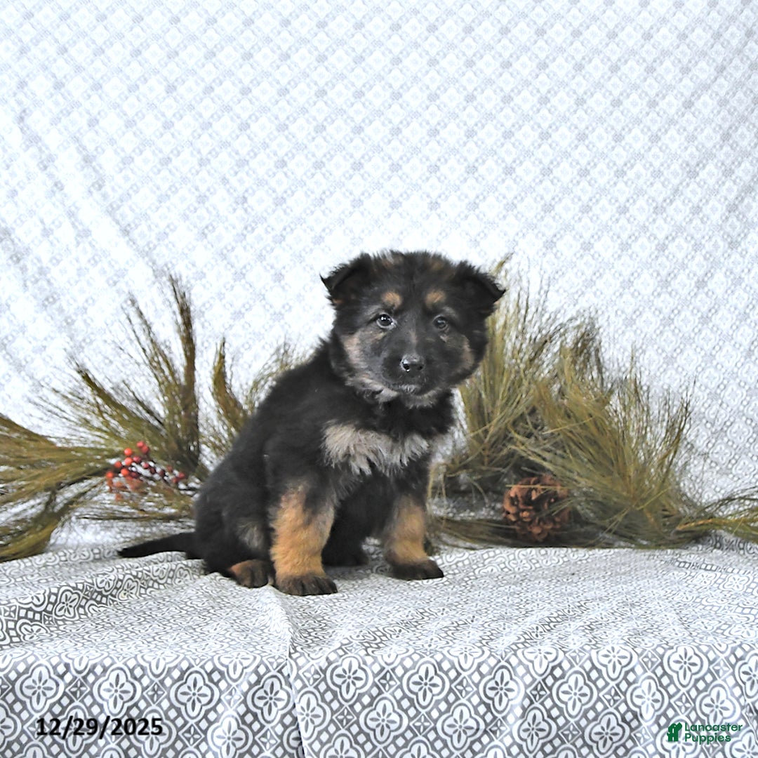 German Shepherd dogs for sale: Mia  - Ad 10