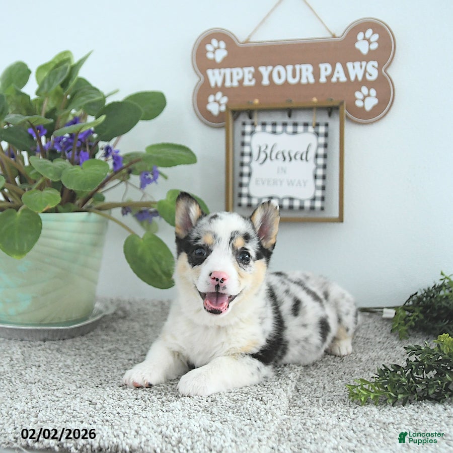 Welsh Corgi Pembroke dogs Lady - Ad 3