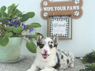 Welsh Corgi Pembroke dogs Lady - Ad 3