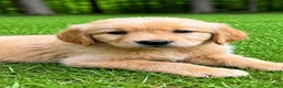 Golden Retriever dogs for sale: Golden Retriever puppy male - Ad 3