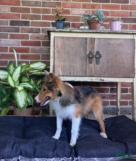 Shetland Sheepdog dogs Bridget - Ad 1