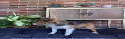 Shetland Sheepdog dogs for sale: Bridget - Ad 1