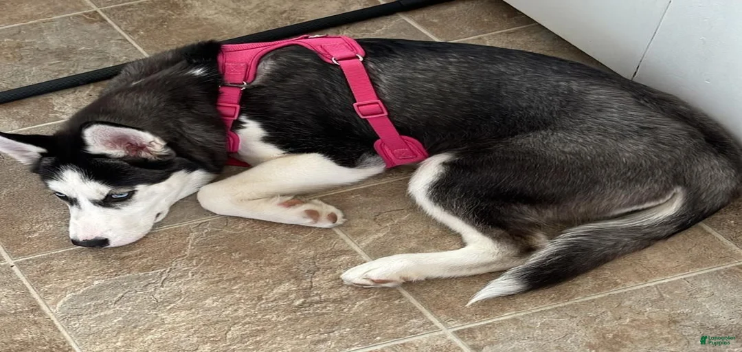 Gallery Image {{count}}