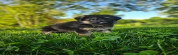 German Shepherd dogs for sale: Sniper  - Ad 2