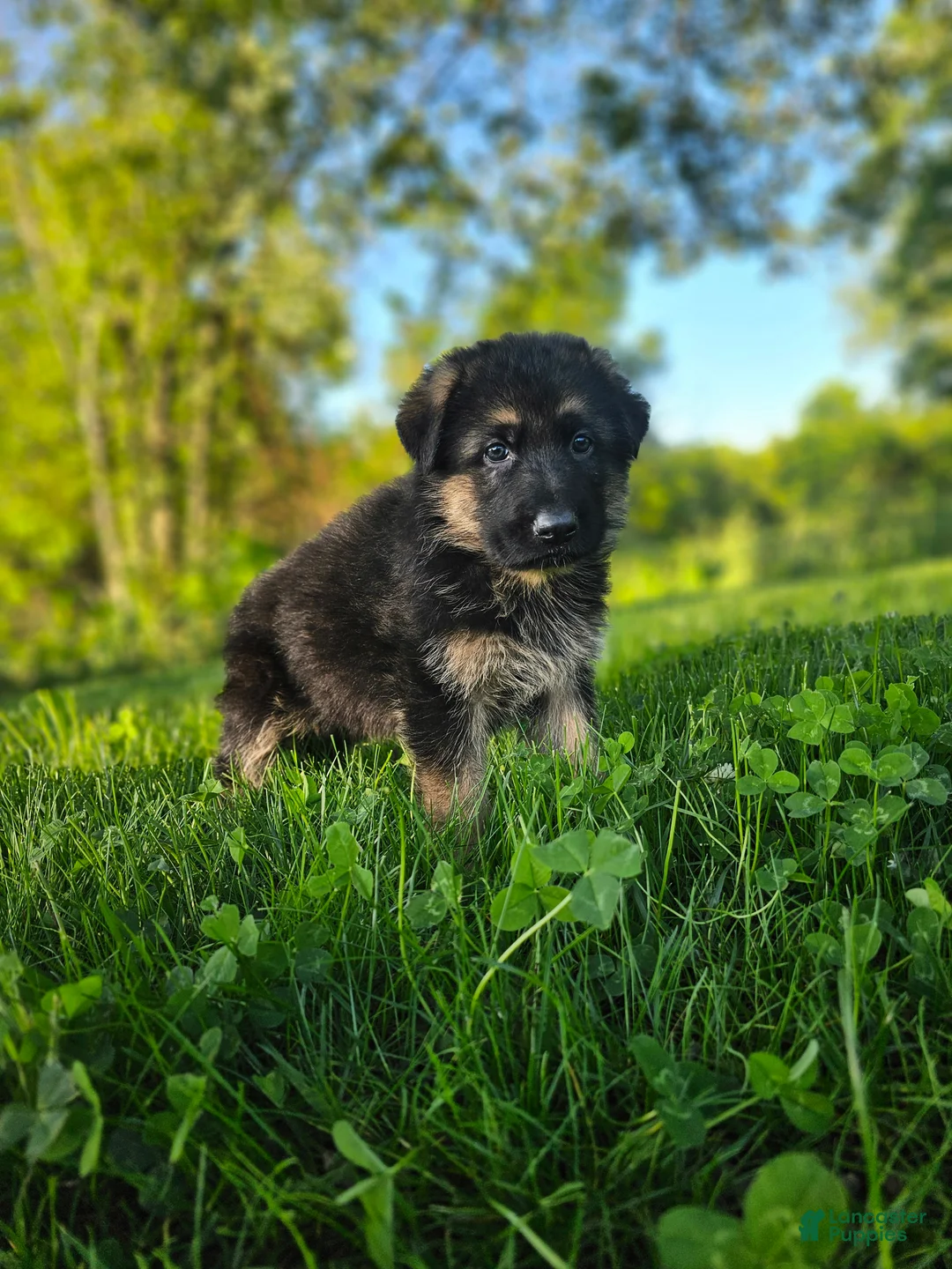 German Shepherd dogs for sale: Sniper  - Ad 2