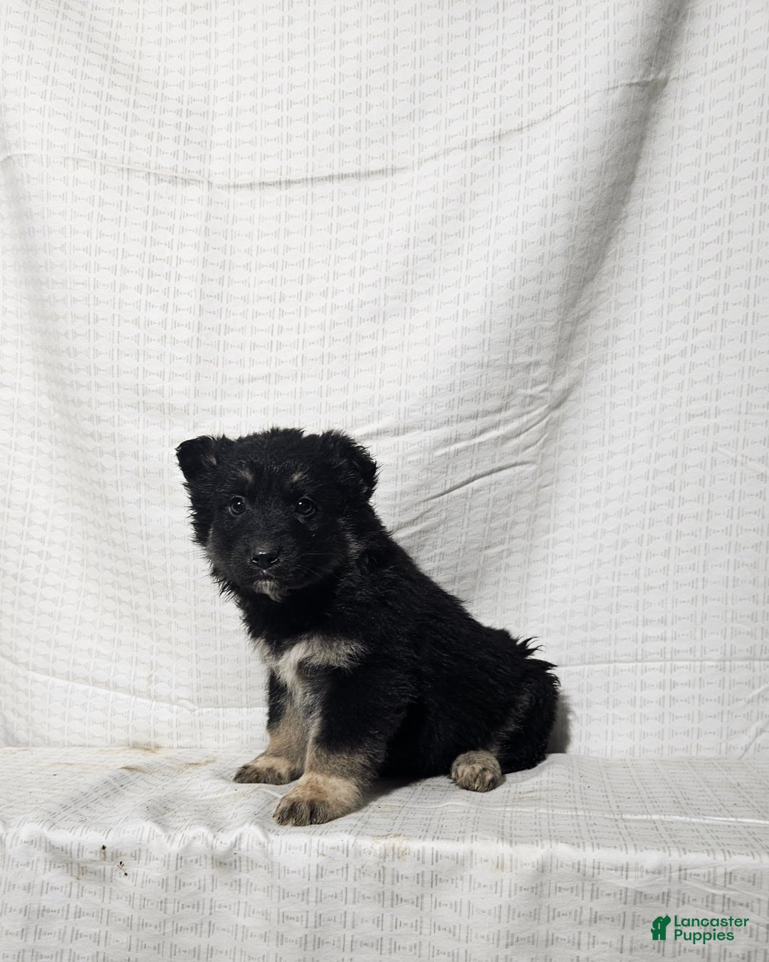 Mixed Breed dogs for sale: Sofia - Ad 3