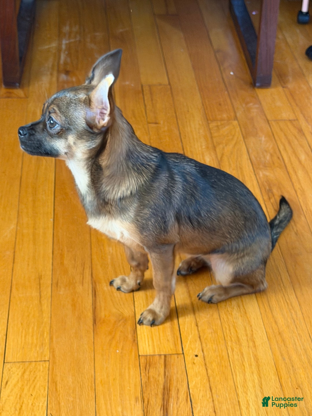 Mixed Breed dogs for sale: Mixed Breed Puppy 1 - Ad 2