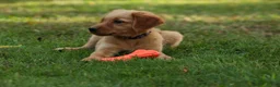 Golden Retriever dogs for sale: Jo Golden Retriever  - Ad 6