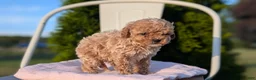 Cavapoo dogs for sale: Saint - Ad 9