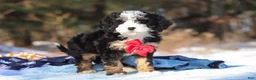 Mini Bernedoodle dogs for sale: Liam - Ad 5