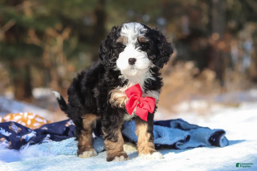 Mini Bernedoodle dogs for sale: Liam - Ad 5