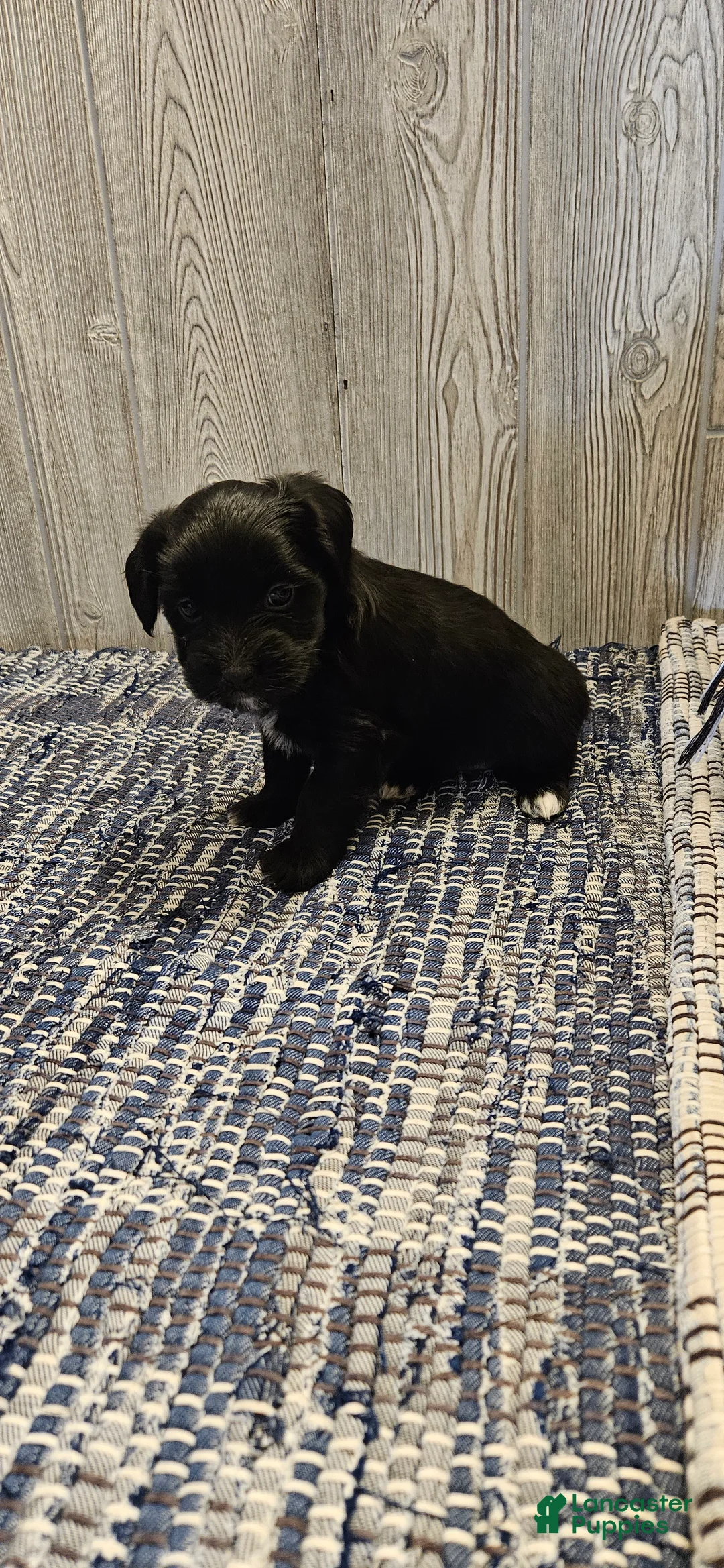 Mixed Breed dogs for sale: Roxy - Ad 3