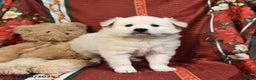 American Eskimo dogs for sale: Snowball - Ad 3