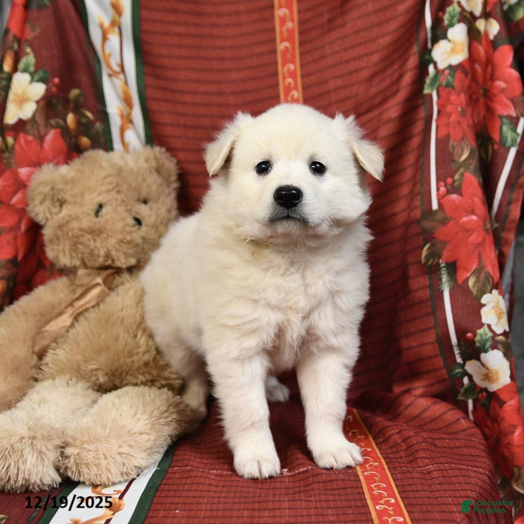 American Eskimo dogs for sale: Snowball - Ad 3