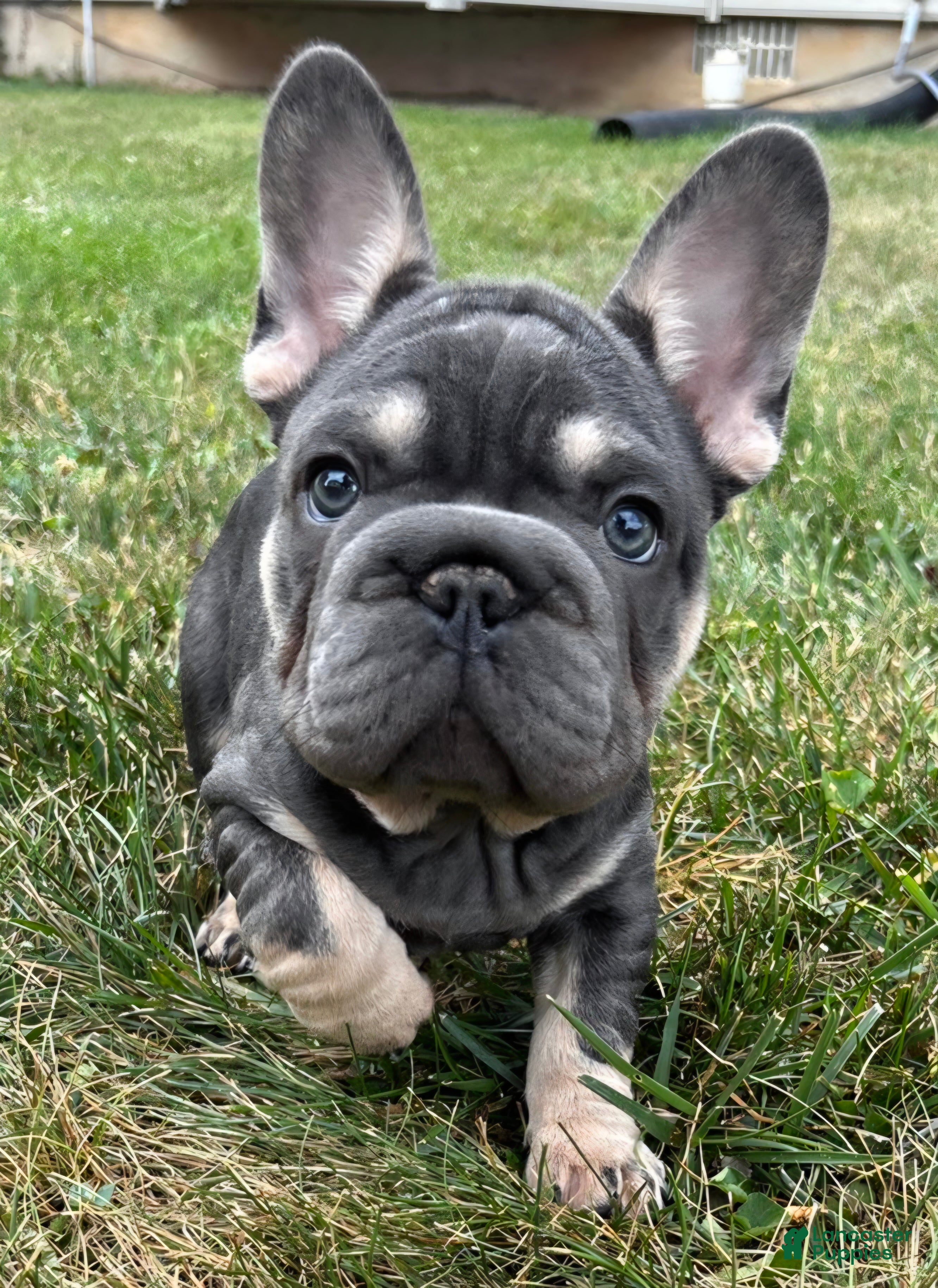 French Bulldog dogs for sale: Tito - Ad 1