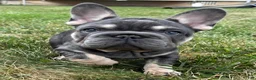 French Bulldog dogs for sale: Tito - Ad 1