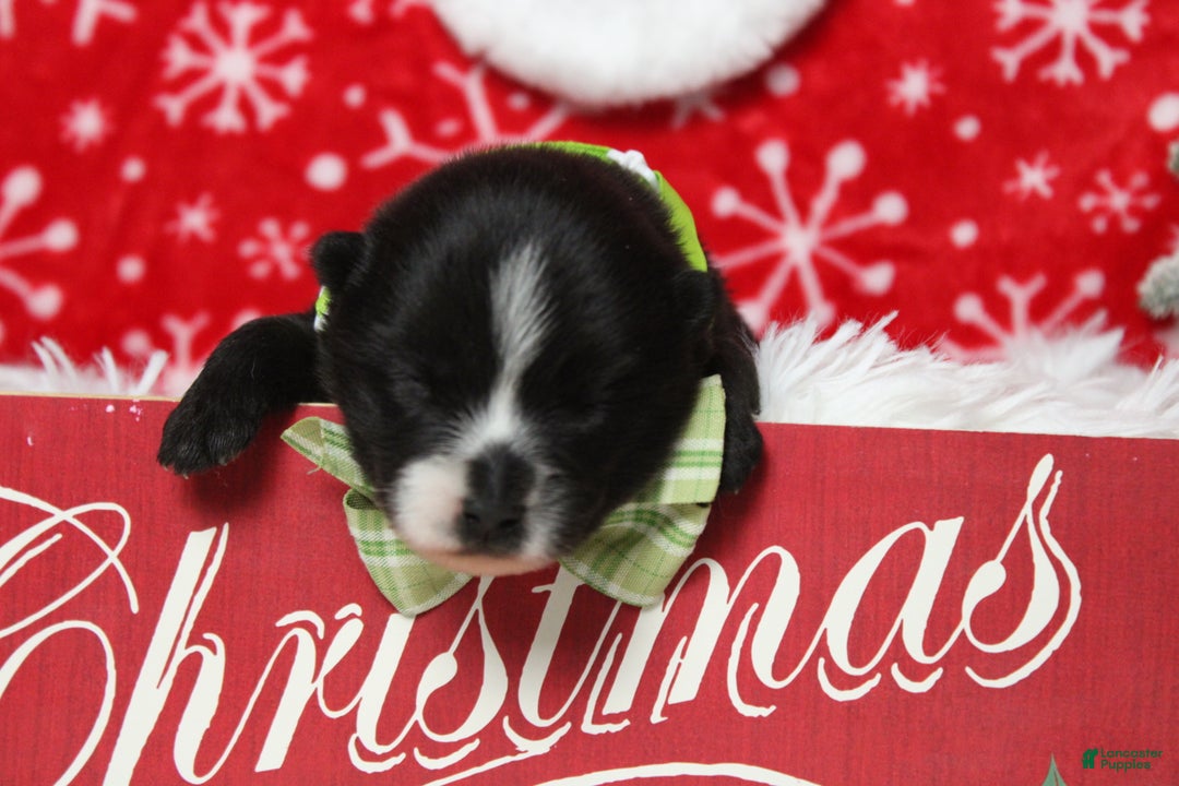 Pomsky dogs for sale: Luey  - Ad 2