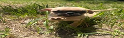 Pug dogs for sale: Pug 4 - Ad 2