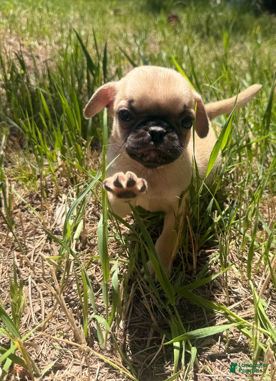 Pug dogs for sale: Pug 4 - Ad 2