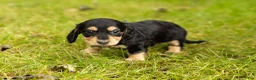Miniature Dachshund dogs for sale: Hunter  - Ad 3