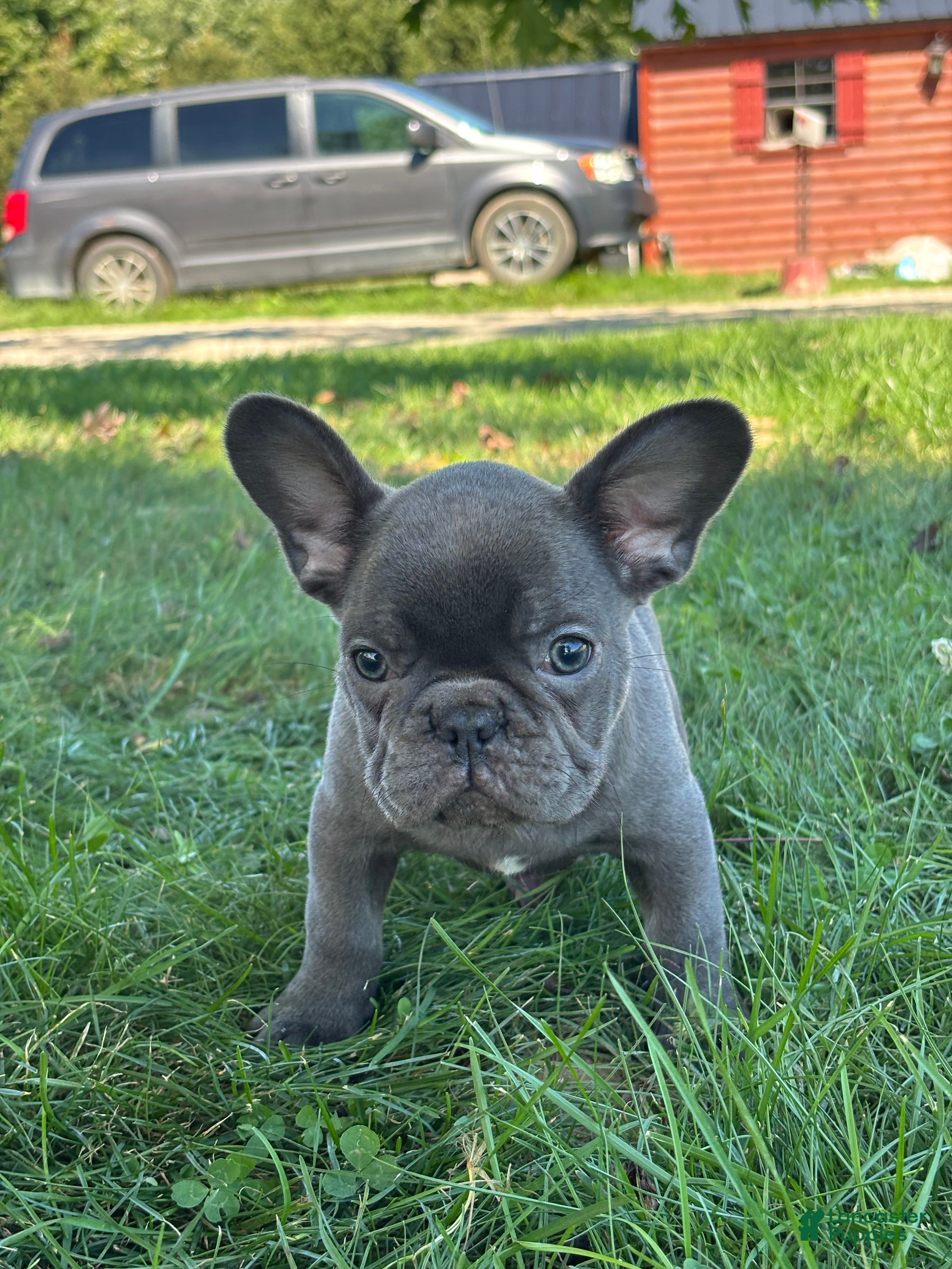 French Bulldog dogs Sebastian - Ad 2